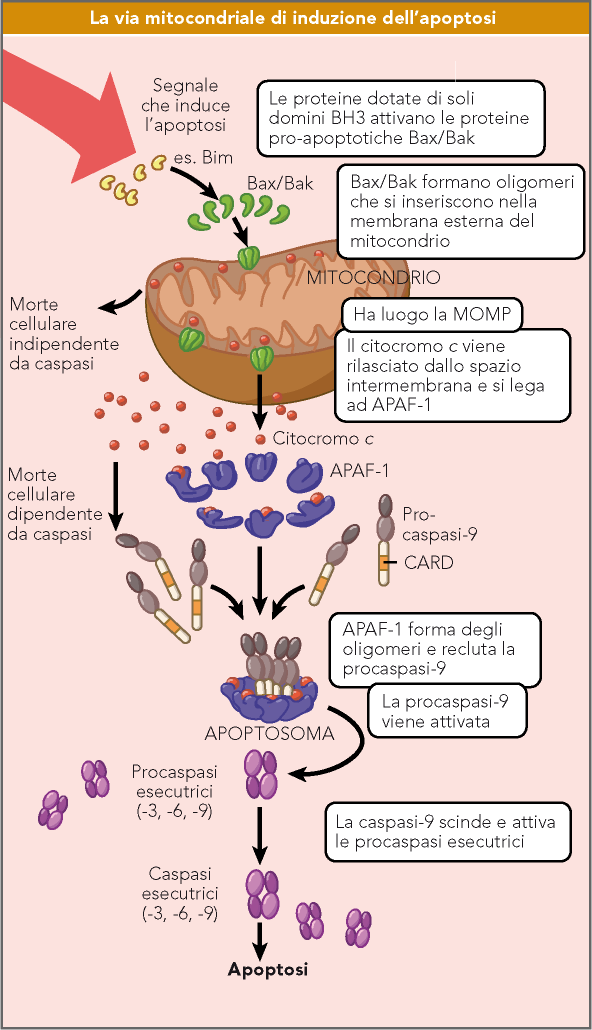 Via intrinseca Il danno porta alla formazione di pori nel mitocondrio che fanno uscire il Citocromo C La proteina