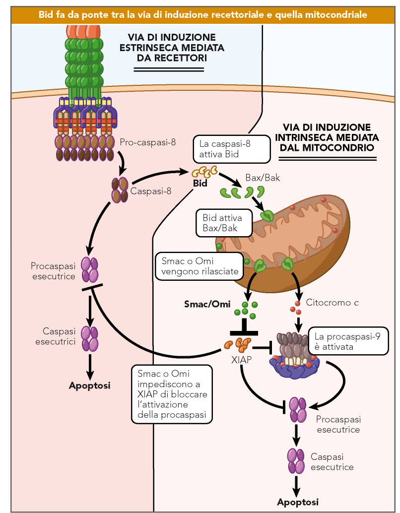 La via intrinseca e la via estrinseca non sono separate Caspasi 8 taglia e attiva la