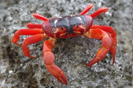 Red crab (Gecarcoidea
