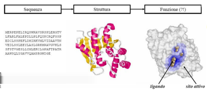 2 Proteine Le proteine sono polimeri lineari composti da amminoacidi uniti mediante un legame peptidico. La lunghezza di tali sequenze varia da circa 40 a più di 1000 amminoacidi.