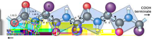 il legame si forma tra un atomo di azoto ed uno di carbonio, che delimitano le estremità della molecola, essi prendono il nome di n-terminale (atomo di azoto) e c-terminale (atomo di carbonio).