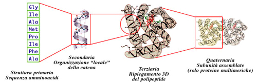 laterale, aumentando la flessibilità nel ripiegamento della proteina.