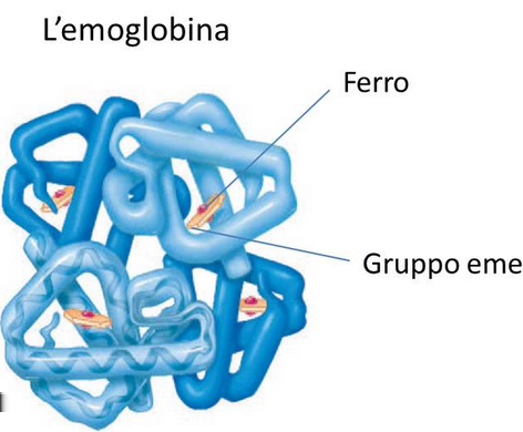 4. STRUTTURA QUATERNARIA Per buona parte delle proteine la struttura terziaria rappresenta l ultimo livello di organizzazione strutturale.