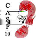 5 Stato dell arte: CASP Il CASP (Critical Assesment of Tecniques for Protein Structure Prediction) è una competizione internazionale che valuta lo stato della ricerca sul ripiegamento proteico [7,8].