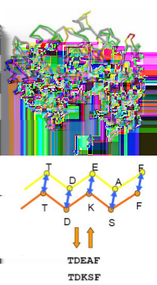 Figura 24: Sovrapposizione della struttura target e del templato La distanza tra le due strutture è calcolata a partire dalla distanza degli atomi e si chiama distanza euclidea.