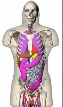 and Drexler G. (1982) The Calculation of Dose from External Photon Exposures Using Reference Human Phantom and Monte Carlo Methods. Part I: the Male (ADA) and Female (EVA) Adult Mathematical Phantoms.