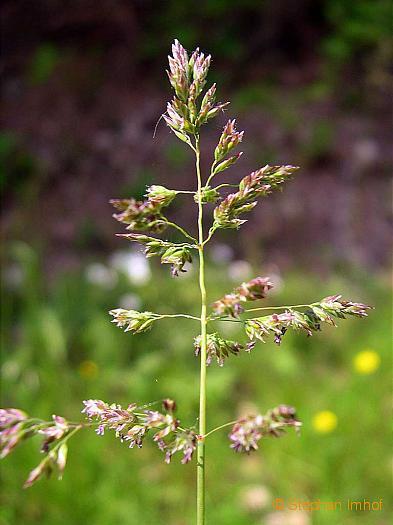 Lolium spp. Bromus. Avena spp.