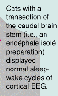 Encephale isolé: sezione più caudale: tra bulbo e midollo spinale che