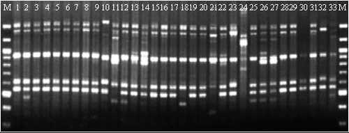 Variabilità somaclonale RAPD test Principale vantaggio: può essere effettuato su piante con genoma parzialmente o totalmente ignoto È una PCR