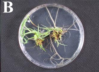 La propagazione in vitro delle piante viene effettuata principalmente attraverso: ORGANOGENESI DIRETTA Moltiplicazione di germogli e loro radicazione
