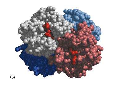 La struttura quaternaria delle proteine La struttura quaternaria riguarda proteine costituite da più catene polipeptidiche o da più domini