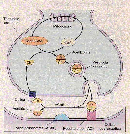 acetilcolina: