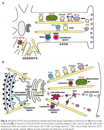 molte vescicole