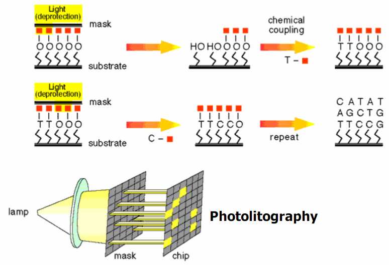 Sintesi in situ di sonde La fotolitografia permette la costruzione di array con alto contenuto di informazione permettendo di avere 500,000 probe in uno spazio