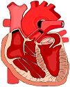 FASE C Segni di Circolo se presenti ventilazione 20 insuff./min./min. (1 ogni 3 sec.) rivalutando ogni minuto se assenti iniziare M.C.E. con rapporto compressioni/ventilazione di 30:2 per 5 cicli (circa 2 minuti) N.