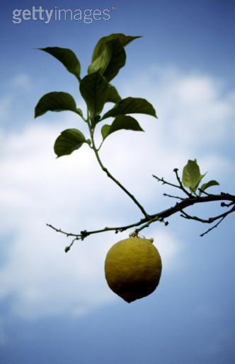 Agricoltura Agricoltura a Berlino: Il contatto con la comunità scientifica di Berlino consente l accesso ai più recenti sviluppi delle agrotecnologie ecologiche