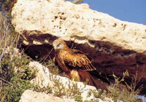 lizzazione nella parete, substrato, grandezza della cavità o cengia, caratterizzazione dei posatoi abituali; mesohabitat: distanza da sentieri, da strade, da linee elettriche, da insediamenti umani