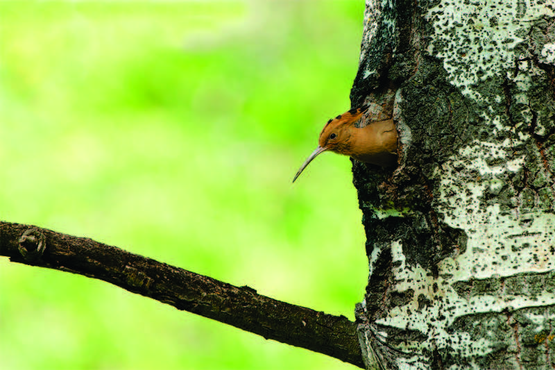 ATTIVITÁ DIDATTICHE nel PARCO NAZIONALE DELLE FORESTE CASENTINESI MONTE FALTERONA E CAMPIGNA PN1 - DI CASA NEGLI ALBERI Approfondire la conoscenza della famiglia del Picchi (morfologia, abitudini,