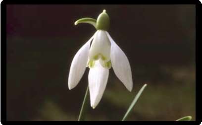 Flora e vegetazione Suggestioni di pietra Gentiana kochiana Gentiana verna Galanthus nivalis Colchicum alpinum Noi non smetteremo di esplorare e alla fine della nostra esplorazione arriveremo là dove