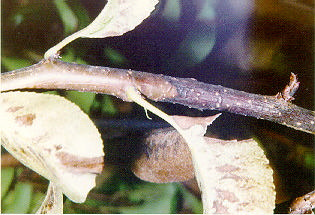 Foto 4- necrosi su ramo di pero causato da E. Amylovora (foto Zagari) SINTOMI Possono manifestarsi su tutta la parte aerea della pianta in modo particolare in primavera e in autunno.