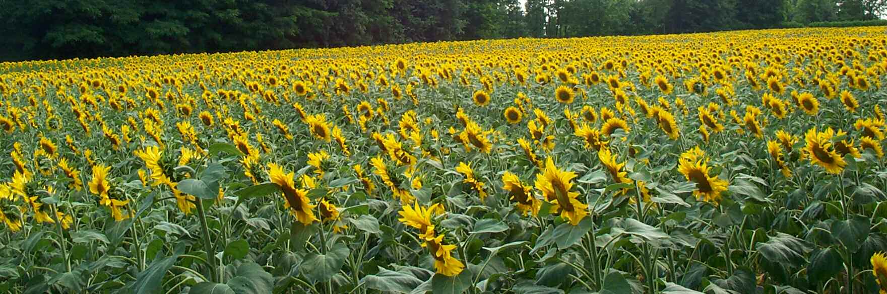 AGRI FUELS Produzione di girasole Produzione degli acheni PUNTI CRITICI 33% Olio vegetale puro Spremitura a freddo 67% Panello di