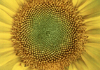 I numeri di Fibonacci sulla Mole di Torino Girasole con 55 spirali antiorarie e 89 orarie Numeri di Fibonacci F n+1 = F n + F n-1 Dividiamo