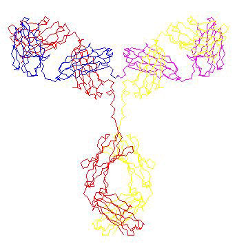 particolari globuli bianchi, i linfociti B. Le classi di immunoglobuline sono cinque: Ig A, IgG, IgD, IgM, IgE.