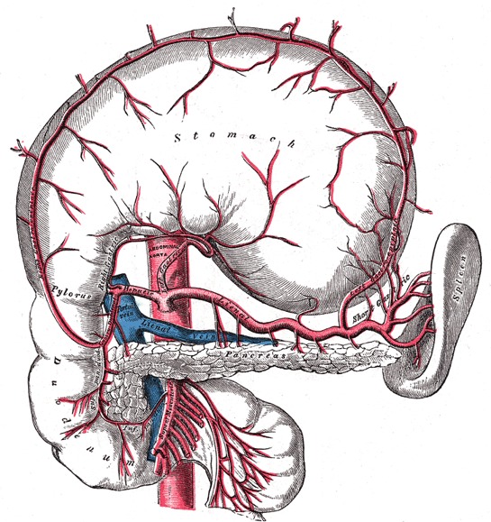 Tronco celiaco e arterie