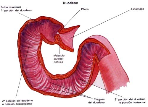 DUODENO