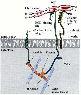 L induzione nelle interazioni cellula- substrato Le integrine sono proteine della membrana cellulare in grado di legarsi