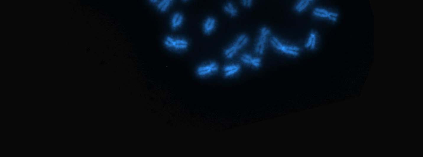 sul cromosoma marker. Fig.