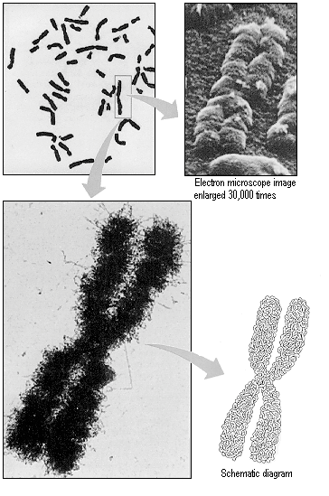 Parametri per il cariotipo (2): la forma dei cromosomi Facilmente riconoscibili in ogni
