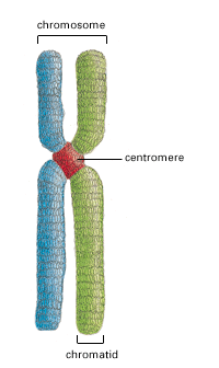 Centromero e telomero cromosoma telomero centromero Sul centromero si forma una struttura nucleo-proteica detta cinetocore che serve per l attacco ai