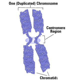 Il centromero in metafase Il centromero viene anche detto costrizione primaria; è presente in tutti i cromosomi eucariotici come funzione, enellamaggiorpartediessi si presenta come una