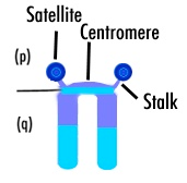 cromosoma metacentrico cromosoma