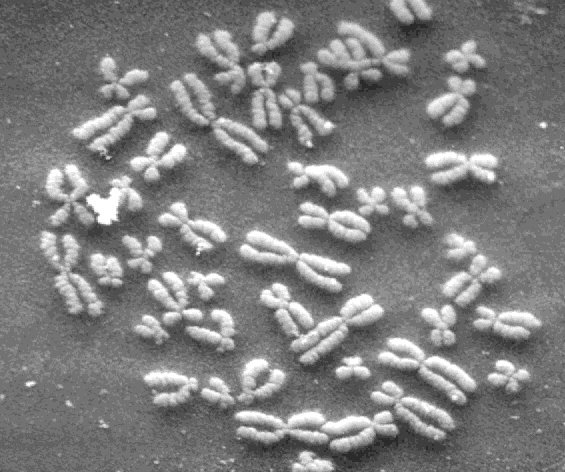 I cromosomi Il materiale ereditario degli eucarioti è organizzato in cromosomi il cui numero e la cui morfologia sono costanti nelle varie specie. Icromosomi sono fatti di cromatina = DNA + proteine.