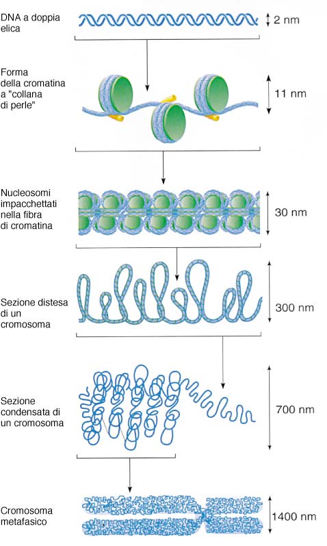 Impaccamento della cromatina Fattori di impacchettamento così elevati nei cromosomi eucariotici si ottengono grazie