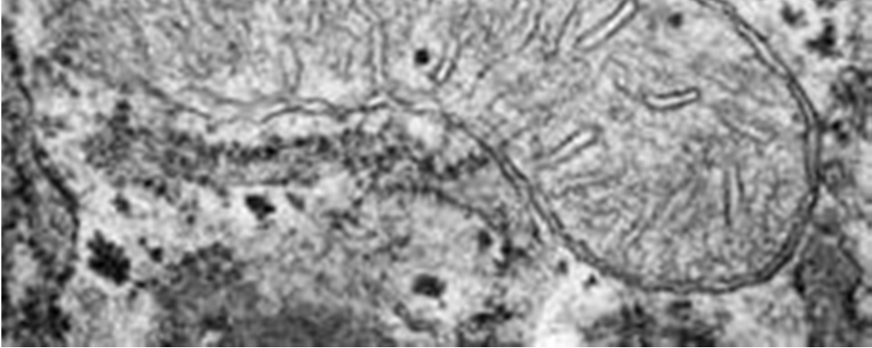 funzionamento di tutta la cellula.