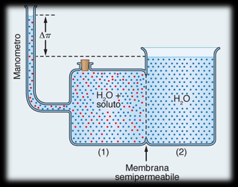 Osmosi Movimento di acqua attraverso una membrana