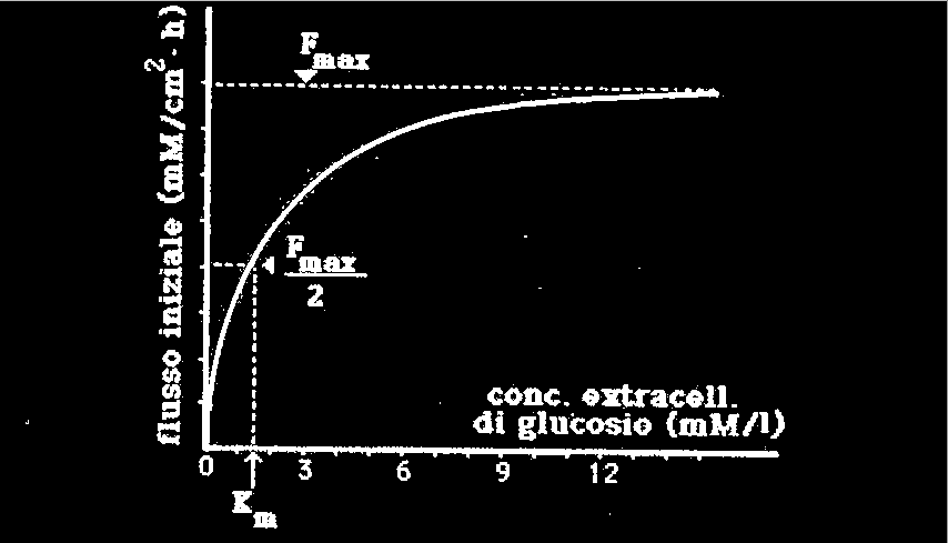 La misura della velocità d'ingresso del glucosio in vescicole ottenute da membrane eritrocitarie ha permesso di definire con esattezza la cinetica