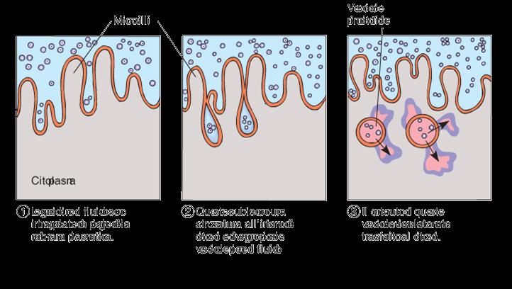 ENDOCITOSI: pinocitosi Vescicole Piccole goccioline di fluido o grasso (emulsione) vengono intrappolate nelle pieghe della membrana plasmatica alla base dei microvilli