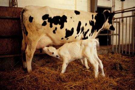 BOVINE DA LATTE Gestione - Riproduzione 1 parto all anno (gravidanza 9 mesi) = 1 vitello/anno femmina (rimonta
