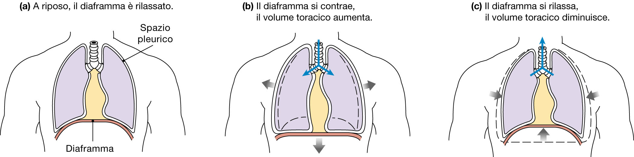 MECCANICA