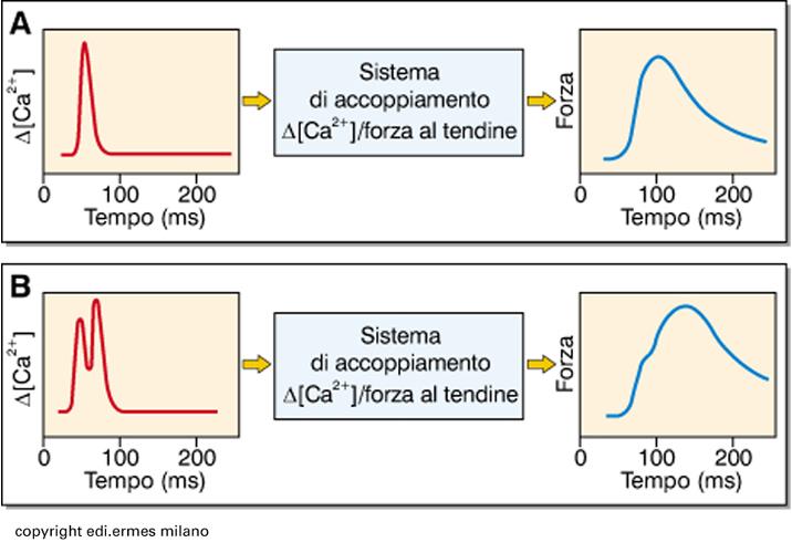 CONSEGUENZE IN VIVO LA FORZA FT È UGUALE FC SOLO QUANDO K1 È