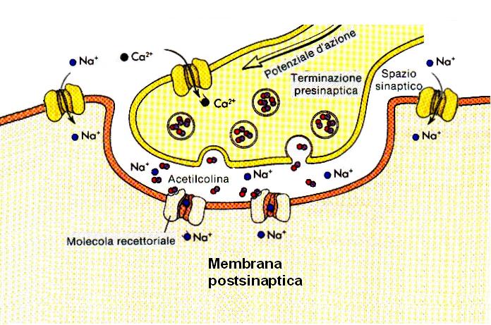 FUNZIONAMENTO DELLA PLACCA NEUROMUSCOLARE Meccanismo Depolarizzazione Della Terminazione Liberazione Di Acetilcolina Legame Con Il Recettore Della Membrana Post-sinaptica (Poi Inattivazione) Apertura