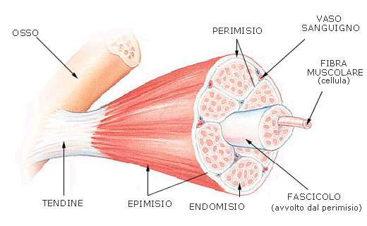 Organizzazione strutturale del muscolo scheletrico Il tessuto muscolare è un tipo particolare di tessuto responsabile dei movimenti volontari ed involontari del corpo.