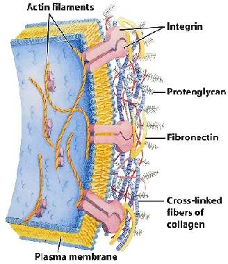 La matrice extracellulare (MEC) è fondamentale nel conferire le caratteristiche peculiari del muscolo scheletrico La MEC è composta da fibre proteiche insolubili (collageno, f. elastiche e f.