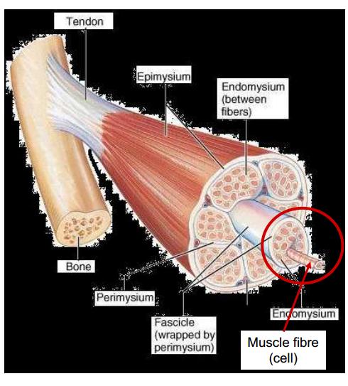Un muscolo è composto da: Fasci di fibre muscolari Perimisio (membrana che avvolge più fasci muscolari) fasci muscolari composti da: