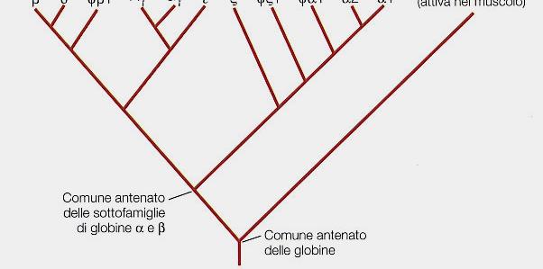 La famiglia genica delle globine dell'emoglobina umana ha due sottofamiglie, α (verde) e β (blu), situate su cromosomi diversi.