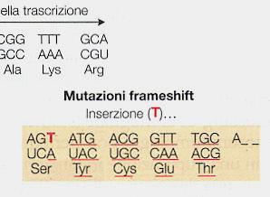 MUTAZIONI GENICHE Transversione A-T Esempi di mutazioni puntiformi e le loro conseguenze per l'rna